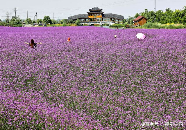 时下,位于浦口区永宁街道侯冲社区河岸花海内沿河种植的22万株品种